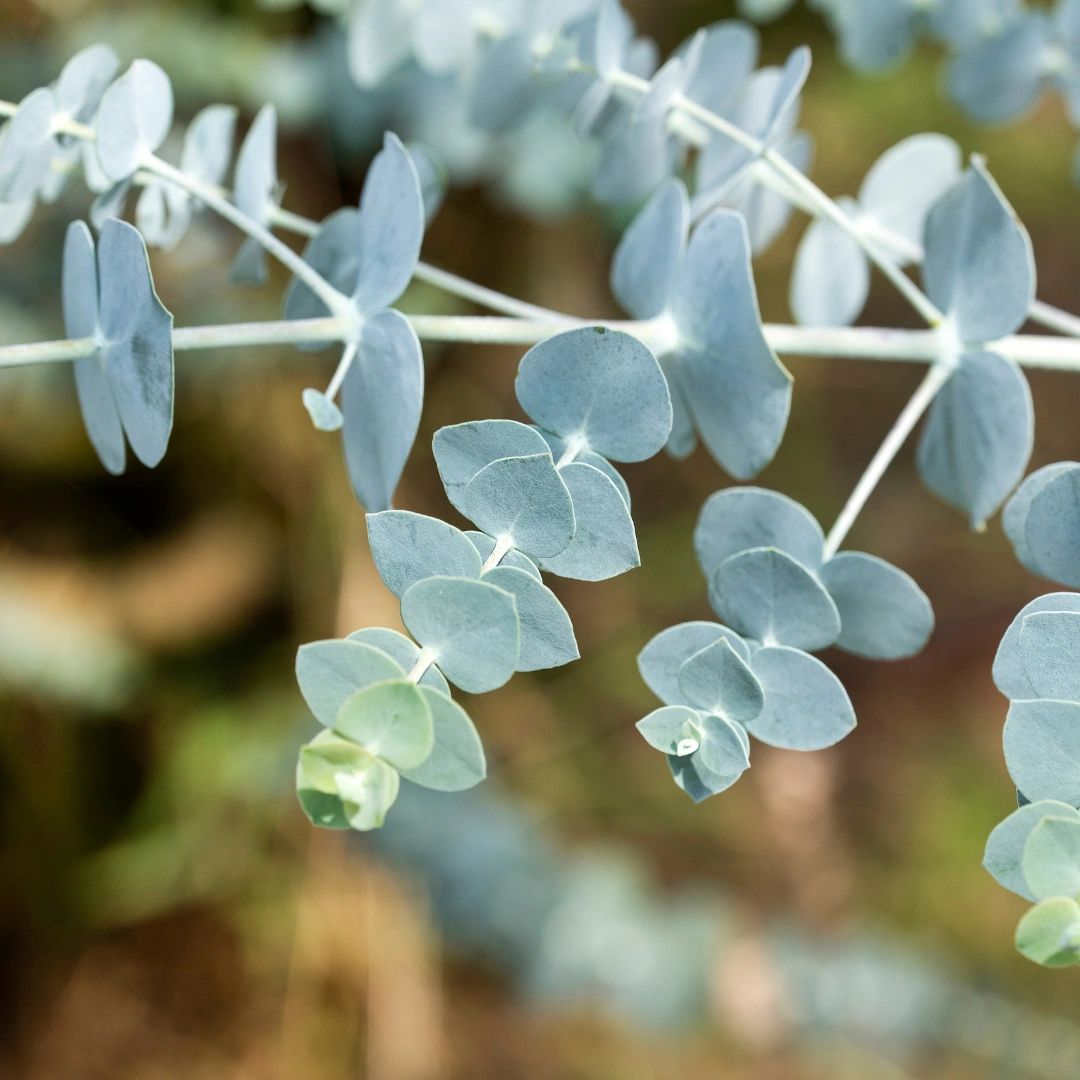 How to Grow Eucalyptus from Seed